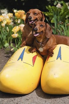 Happy dogs in a wooden shoe, Woodland WA.