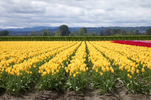 Tulips in a farm field, Woodland WA.