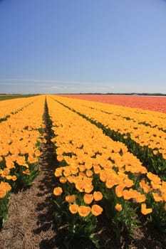 Field full of yellow tulips and a clear blue sky