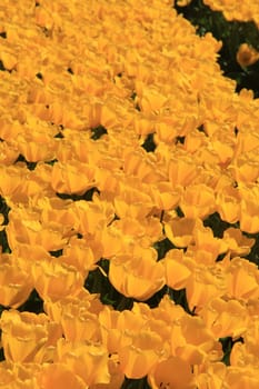 Yellow tulips on a field, flower industry in Holland
