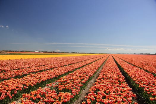 Various colors of tulips growing on fields, flower bulb industry