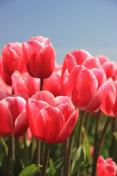 Pink tulips on a field and a clear blue sky, sunlight makes them look a bit transparent