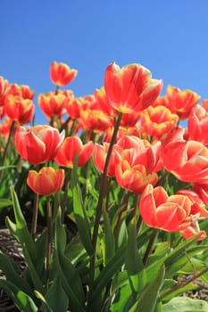 red tulips with a touch of yellow on a field against a clear blue sky