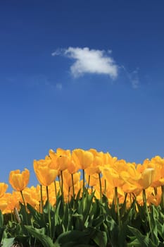 Field full of yellow tulips and a clear blue sky