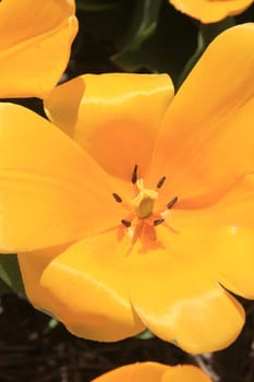 Inside view of a yellow tulip in full flower