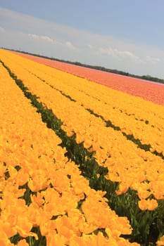 Field full of yellow tulips and a clear blue sky