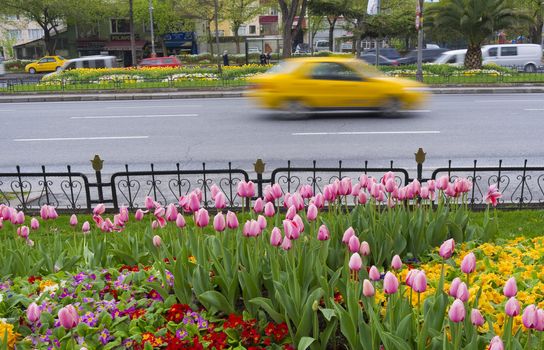 SPRING IN ISTANBUL, ISTANBUL, TURKEY, APRIL 11, 2012: Spring flowers in the front and a yellow speedy taxi passing by behind, Istanbul, Turkey.