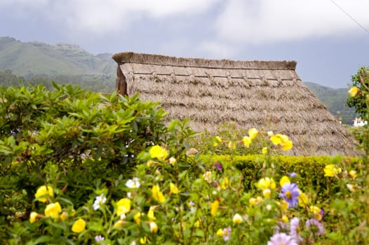 scene in portugal / island of madeira