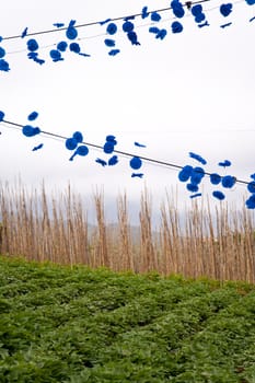 scene in portugal / island of madeira
