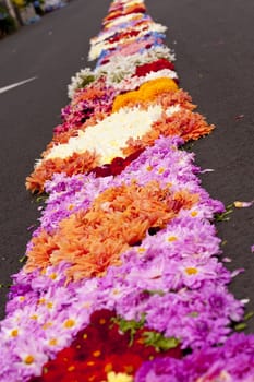 scene in portugal / island of madeira