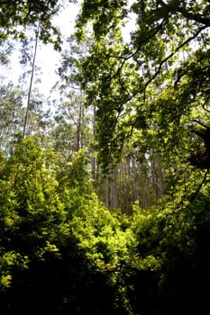 scene in portugal / island of madeira