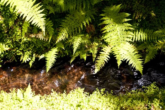 scene in portugal / island of madeira