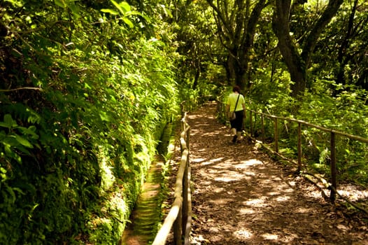 scene in portugal / island of madeira