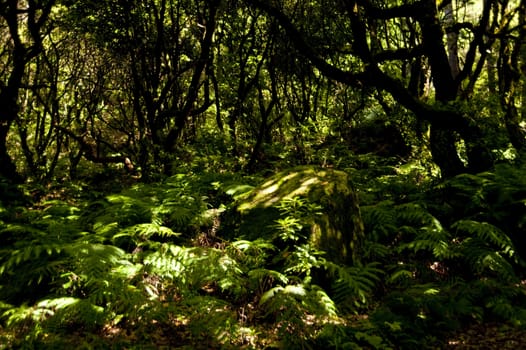 scene in portugal / island of madeira