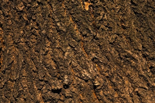 Background - the bark of an old tree