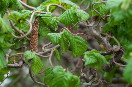 Catkins of corkscrew hazel (Corylus avellana contorta)