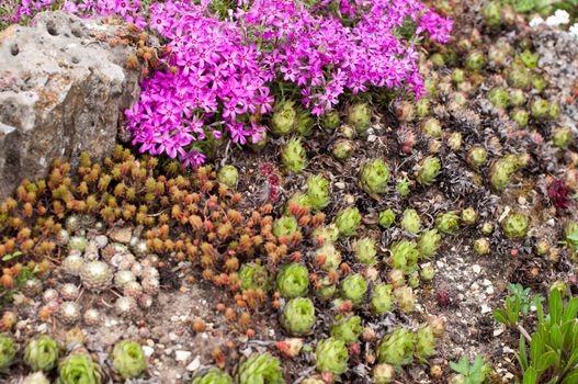 Rockery with different flowers in the garden in springtime