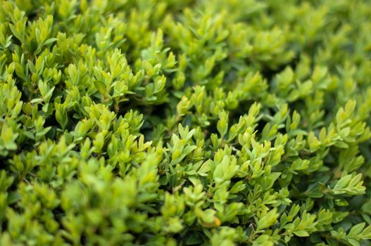 Leaves of the Box tree Buxus garden background