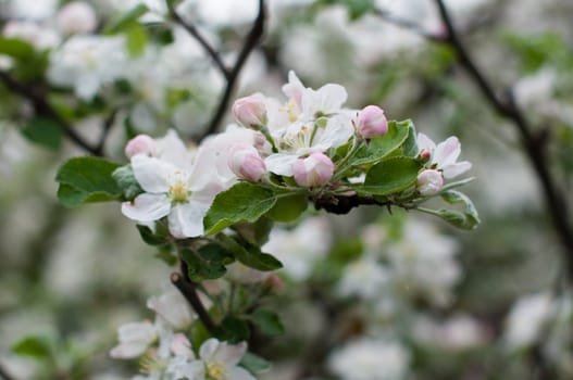 cluster of pink dainty apple blossoms-- some wide open some tight buds.