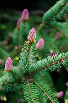 flowering fir branch with fresh blossoms in spring