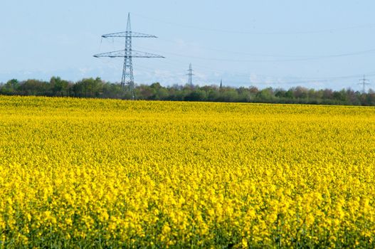 Canola field in a bright sunny spring day