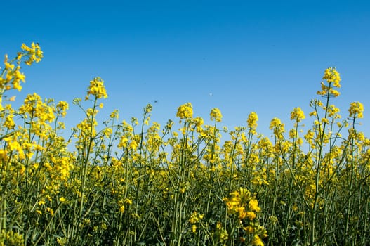 Canola field in a bright sunny spring day