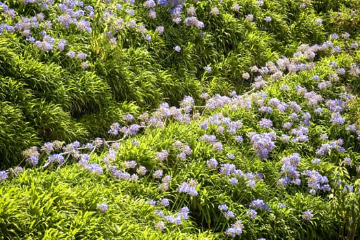 scene in portugal / island of madeira