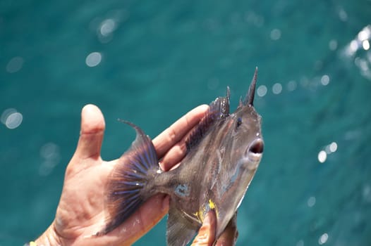 scene in portugal / island of madeira
