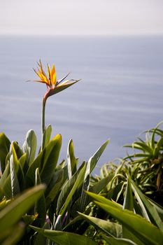 scene in portugal / island of madeira