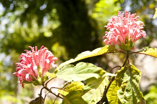 scene in portugal / island of madeira