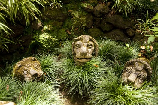 scene in portugal / island of madeira