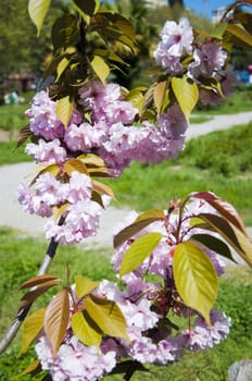 The flower sakura in the sunny garden