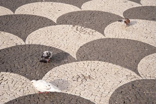 scene in portugal / island of madeira