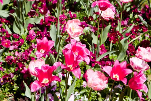 beautiful colorful pink tulips outdoor in spring