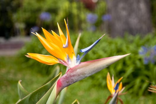 scene in portugal / island of madeira