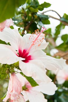 beautiful tropical white hibiscus Malvaceae flower in summer 