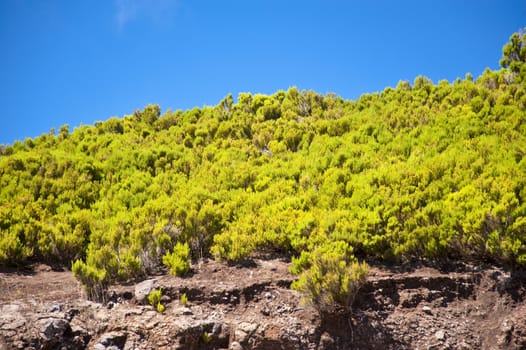 scene in portugal / island of madeira