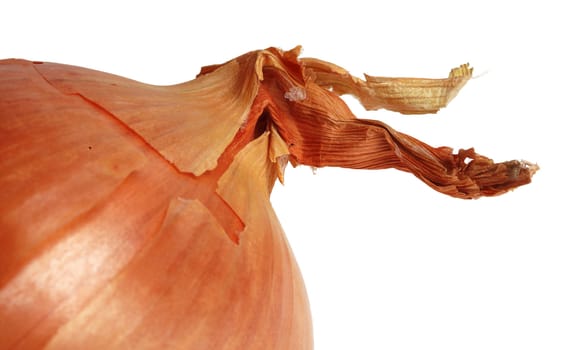 Detail image of an onion against a white background.