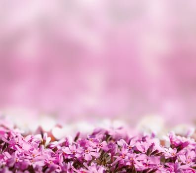background with pink blossoming flowers with space for text
