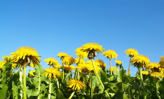 Field of spring flowers dandelions and perfect sunny day 