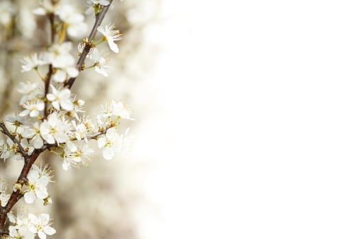 Blossoming cherry in spring shallow focus and with space for text