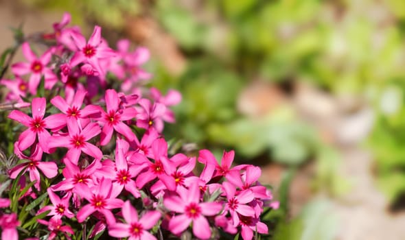 pink blossoming plants in the spring garden with shallow focus