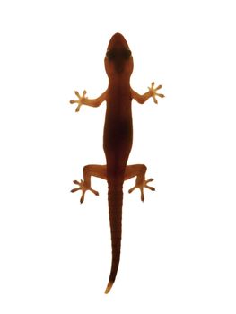 Closeup of a gecko backlit on white background