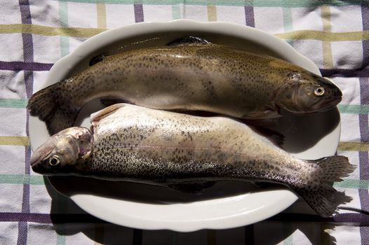 close up of trouts