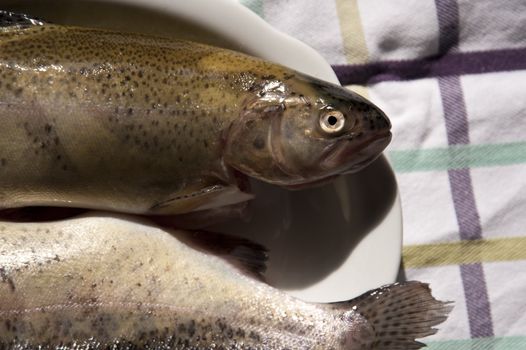 close up of trouts