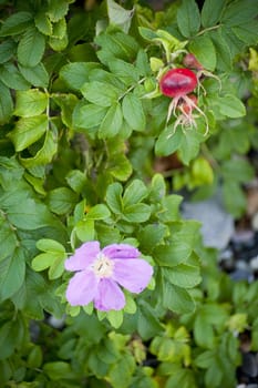 detail of a rose hip