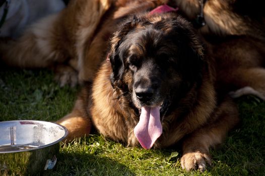 scene on a dog meeting sept. 2009 in kiel, germany