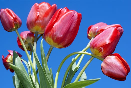 Spring red tulips over blue sky background