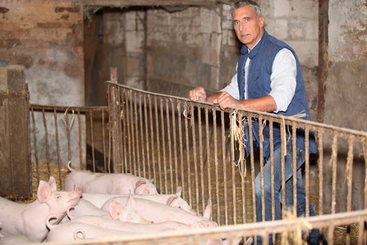 Farmer stood with pigs