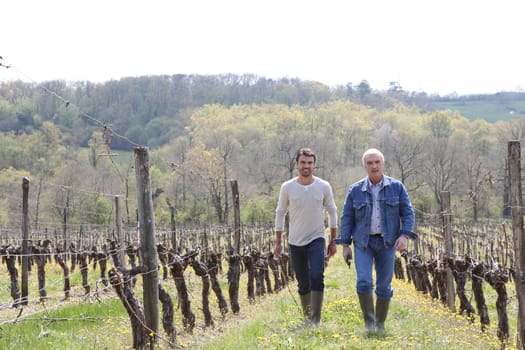 Two men walking through vineyard